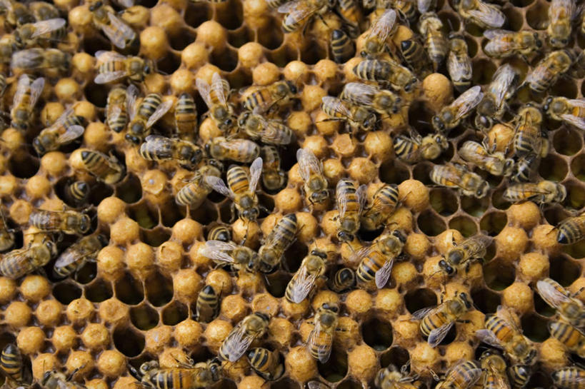 无人,横图,特写,白天,蜜蜂,昆虫,蜂窝,动物,摄影,蜡,益虫,蜂箱,无人机,彩图,蜂蜡