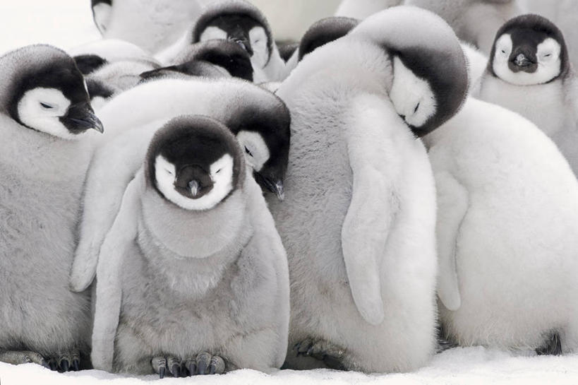 无人,横图,室外,特写,白天,友谊,纯洁,雪,全球变暖,鸟类,联系,小鸟,动物,寒冷,可爱,童年,童趣,幼儿园,摄影,气象,协助,气候,关爱,生存,童真,烂漫,无邪,皇企鹅,天真,彩图