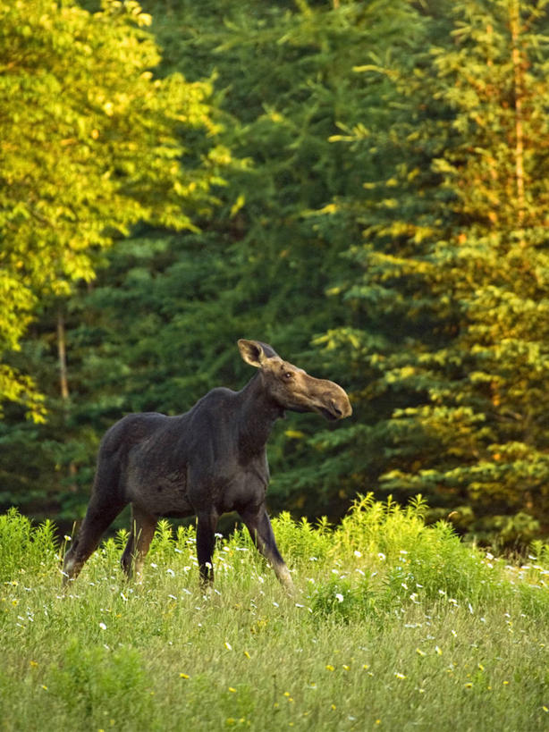 无人,竖图,室外,白天,侧面,森林,野生动物,美国,摄影,北美,北美洲,驼鹿,美洲,新罕布什尔州,北亚美利加洲,亚美利加洲,新罕布什尔,新罕布夏州,花岗岩州,花冈岩之州,滑雪之州,新英格兰,纽英仑,彩图,美利坚合众国