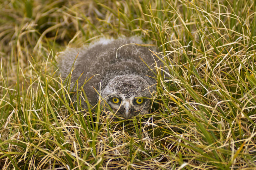 无人,横图,室外,白天,正面,北极,全球变暖,猫头鹰,鸟,野生动物,羽毛,美国,鸟类,捕食,海岸线,小鸟,草,自然,动物,休息,摄影,环境,生物学,隐藏,伪装,凶猛,雪枭,残暴,凶残,鸮,枭,彩图,冻原