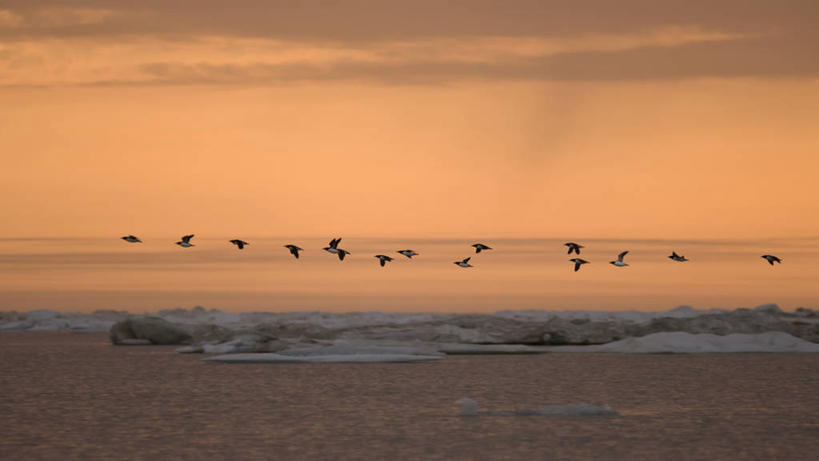 无人,横图,室外,白天,北极,日落,水,全球变暖,海鸟,鸟,野生动物,美国,许多,融化,鸟类,冰,海岸线,很多,飞,自然,动物,浮冰,可爱,摄影,活泼,气象,环境,迁徙,生物学,气候,剪影,北冰洋,海雀,国家野生动物保护区,厚嘴海鸦,崖海鸦,海鸦,彩图