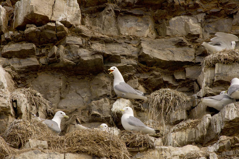无人,横图,室外,白天,北极,海鸟,海鸥,野生动物,美国,许多,鸟类,鸟巢,海岸线,悬崖,很多,自然,休息,摄影,生物学,三趾鸥,国家野生动物保护区,岩石,彩图