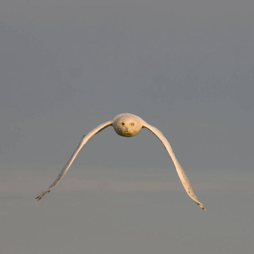 无人,方图,室外,白天,正面,通讯,北极,全球变暖,猫头鹰,野生动物,羽毛,美国,鸟类,捕食,海岸线,飞,自然,动物,摄影,环境,生物学,雪枭,危险,彩图,冻原,好奇心