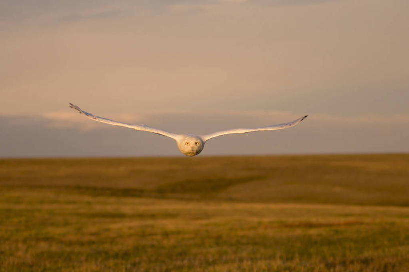 无人,横图,室外,白天,正面,通讯,北极,全球变暖,猫头鹰,野生动物,羽毛,美国,鸟类,捕食,海岸线,飞,自然,动物,摄影,环境,生物学,雪枭,危险,彩图,冻原,好奇心