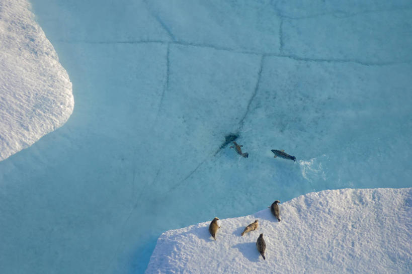 游泳,无人,横图,俯视,航拍,室外,白天,北极,水,全球变暖,哺乳动物,海豹,野生动物,美国,冰,海岸线,冰川,蓝色,自然,动物,休息,摄影,气象,环境,生物学,气候,鸟瞰,彩图,高角度拍摄,环斑海豹,冰架