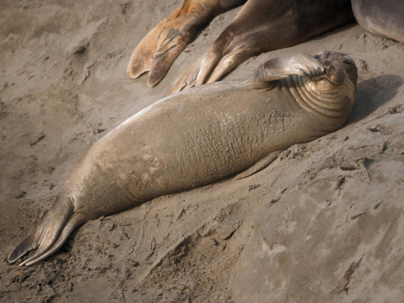 无人,横图,室外,白天,哺乳动物,海豹,野生动物,美国,海象,捕食,沙子,沙丘,自然,动物,可爱,摄影,活泼,太平洋,生物学,加利福尼亚,杂食动物,圣西蒙,海滩,彩图,北加利福尼亚州