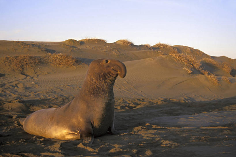 无人,横图,室外,白天,侧面,哺乳动物,海豹,野生动物,美国,海象,捕食,沙子,沙丘,自然,动物,摄影,太平洋,生物学,加利福尼亚,杂食动物,圣西蒙,海滩,彩图,北加利福尼亚州