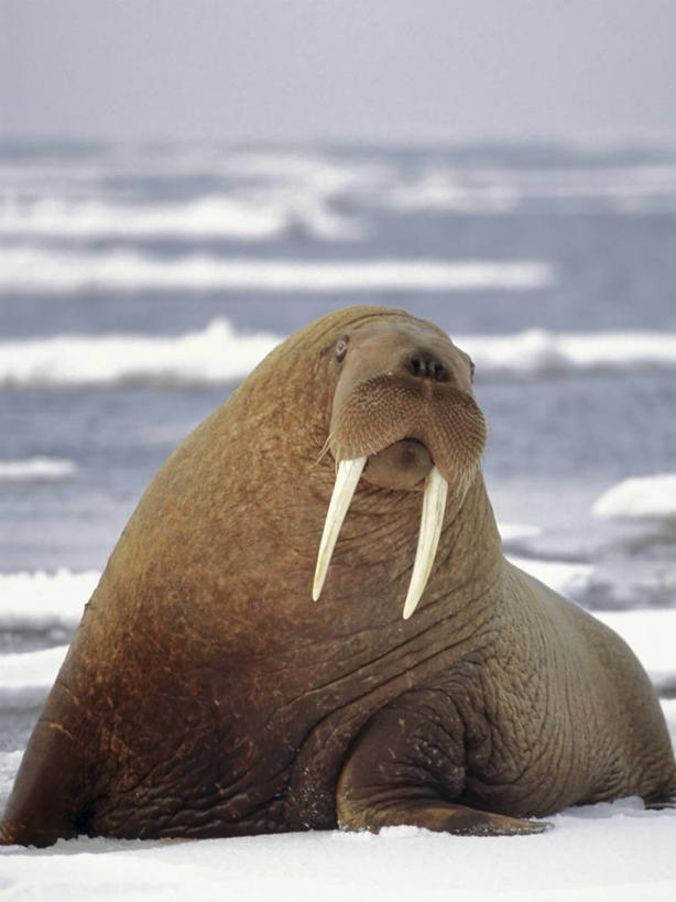 无人,竖图,室外,白天,正面,水,全球变暖,哺乳动物,野生动物,象牙,美国,长牙,融化,海象,捕食,冰,冰川,自然,动物,浮冰,休息,摄影,环境,太平洋,生物学,杂食动物,海滩,彩图,白令海,冰架