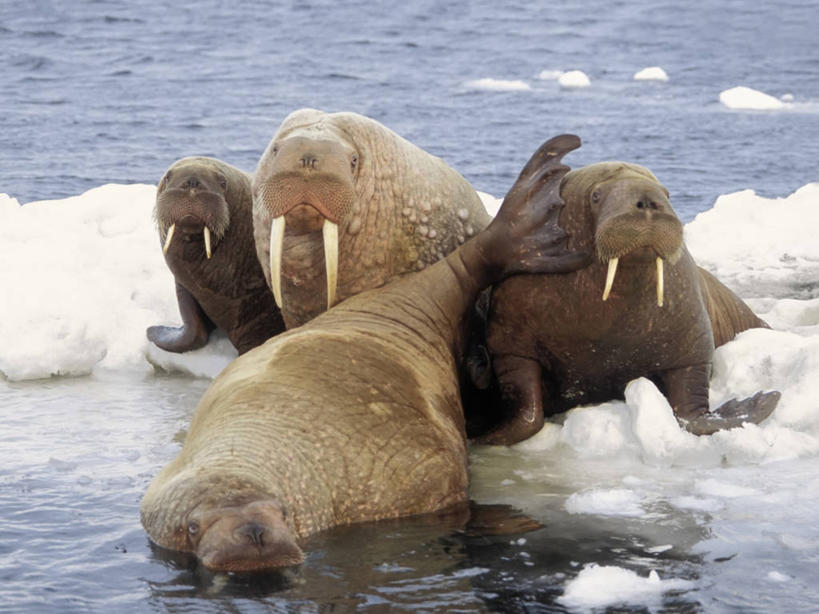 无人,横图,室外,白天,正面,水,全球变暖,哺乳动物,野生动物,美国,长牙,四只,融化,海象,捕食,冰,冰川,自然,动物,浮冰,休息,摄影,环境,太平洋,生物学,杂食动物,母牛,海滩,彩图,白令海,冰架