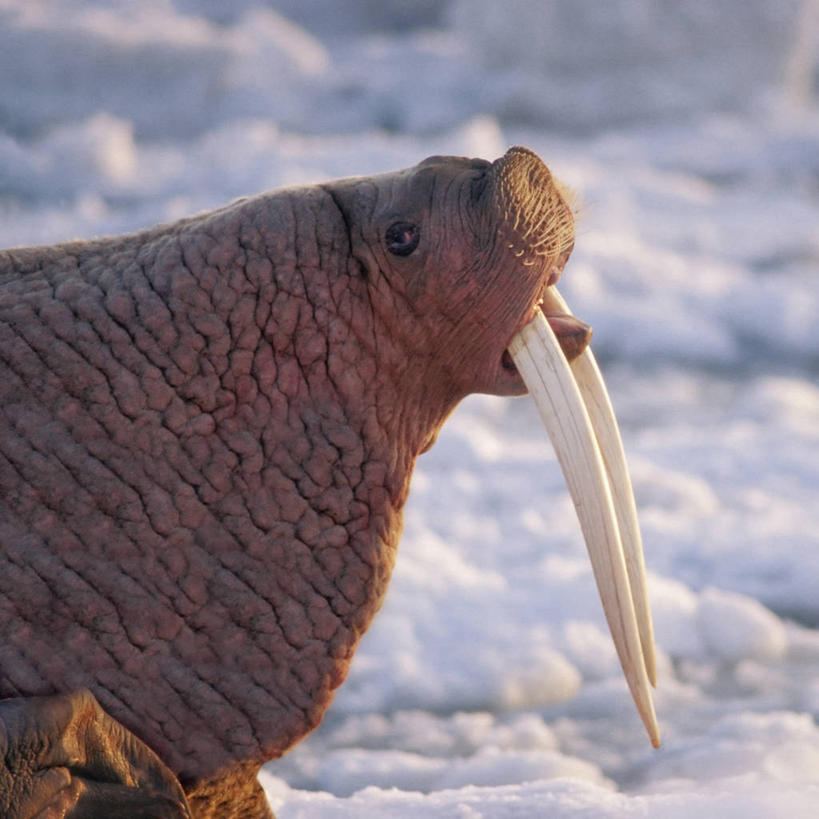 无人,方图,室外,白天,侧面,通讯,全球变暖,哺乳动物,野生动物,象牙,美国,长牙,融化,海象,捕食,冰,冰川,自然,动物,浮冰,休息,摄影,环境,太平洋,生物学,杂食动物,海滩,彩图,白令海,冰架