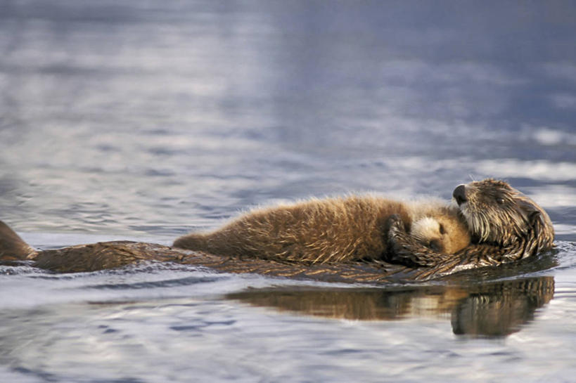 游泳,无人,横图,室外,白天,侧面,纯洁,哺乳动物,野生动物,水獭,鼬鼠,美国,漂浮,捕食,自然,动物,两只,休息,可爱,童年,童趣,摄影,保护,太平洋,生物学,海獭,狡猾,童真,烂漫,无邪,狡诈,黄鼬,濒危物种,瓦尔迪兹,天真,黄鼠狼,睡觉,彩图,爱,阿拉斯加海湾