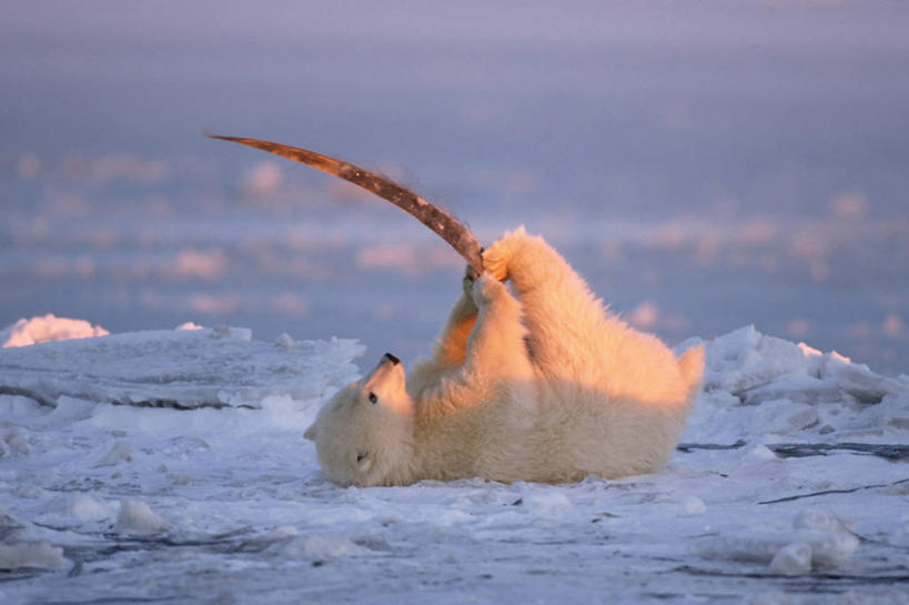 无人,横图,室外,白天,侧面,日出,雪,全球变暖,北极熊,哺乳动物,野生动物,熊,美国,环保,捕食,小熊,自然,动物,浮冰,摄影,鲸,能源,环境,回收,资源,生物学,幼兽,杂食动物,利用,低碳,循环,持续,国家野生动物保护区,想法,濒危物种,彩图,弱点,卡克托维克