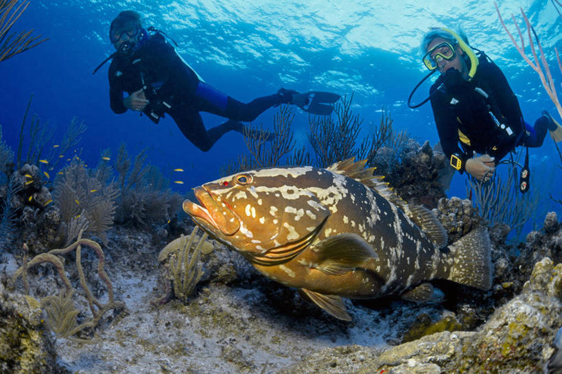 西方人,成年人,中年人,两个人,横图,白天,旅游,通讯,水下,野生动物,欧洲,加勒比海,欧洲人,行人,游客,游人,科学,鱼,珊瑚,鱼类,路人,旅客,自然,摄影,鲈鱼,西印度群岛,花鲈,鲈板,鲈子鱼,异性恋,过客,辐鳍鱼,条纹石斑鱼,年轻男性,中年女性,白种人,年轻人,暗礁,休闲活动,彩图,伴侣,水肺潜水,动物行为