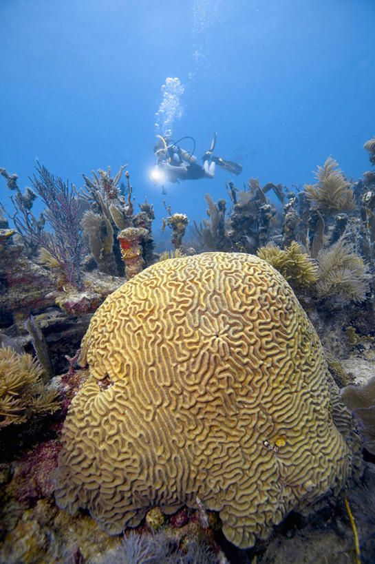 西方人,儿童,少年,一个人,竖图,纯洁,水下,野生动物,欧洲,欧洲人,仅一个男性,仅一个年轻女性,仅一个女性,仅一个人,珊瑚,海洋生物,无脊椎动物,仅一个年轻男性,小孩,自然,可爱,童年,童趣,摄影,腔肠动物,硬珊瑚,童真,烂漫,无邪,刺胞动物,海难,珊瑚虫,失事,脑珊瑚,天真,男人,男性,年轻男性,年轻女性,女人,女性,白种人,孩子,休闲活动,彩图,水肺潜水