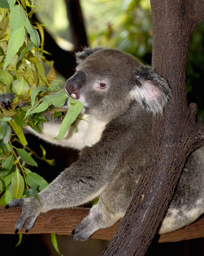无人,吃,竖图,室内,白天,纯洁,哺乳动物,野生动物,澳大利亚,自然,动物,可爱,童年,童趣,摄影,瘦身,树袋熊,童真,烂漫,无邪,辛夷,桉树,木兰花,喂养,咀嚼,凯恩斯,天真,木兰,彩图,脊椎动物亚门