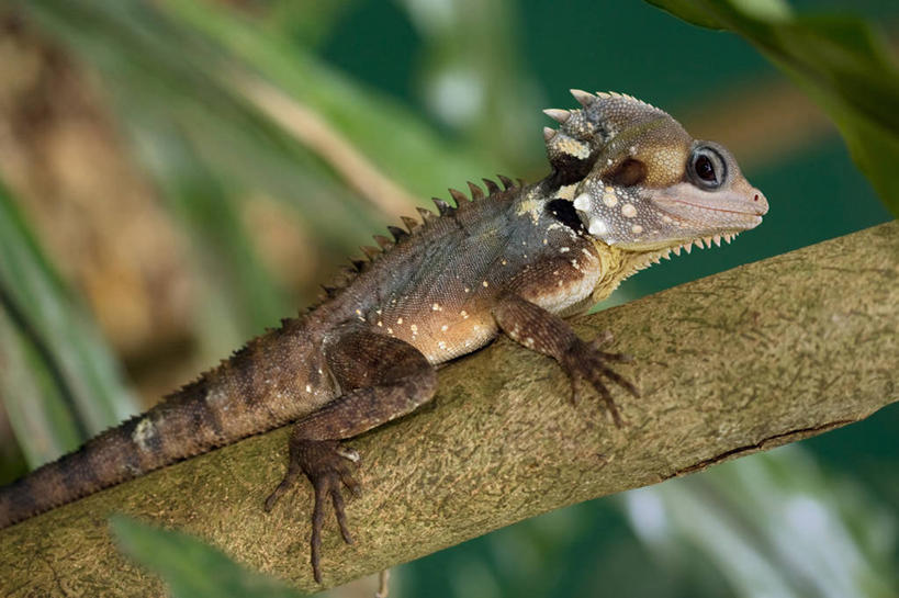 无人,横图,室外,白天,侧面,野生动物,蜥蜴,澳大利亚,鬣蜥,自然,动物,摄影,伪装,石龙子,泉龙,猪婆蛇,四脚蛇,蜴,彩图