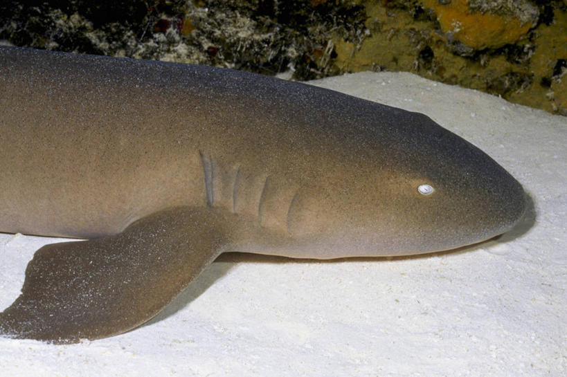 无人,横图,侧面,懒惰,海底,水下,鲨鱼,野生动物,美国,鱼类,自然,休息,大西洋,摄影,北美,北美洲,美洲,佛罗里达,佛罗里达州,佛州,阳光州,北亚美利加洲,亚美利加洲,须鲨,铰口鲨,彩图,美利坚合众国,软骨鱼纲