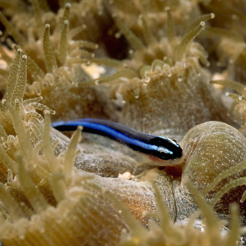 无人,方图,特写,侧面,水下,野生动物,美国,鱼,鱼类,无脊椎动物,自然,大西洋,摄影,放大,鲈鱼,北美,北美洲,美洲,佛罗里达,佛罗里达州,佛州,阳光州,北亚美利加洲,亚美利加洲,花鲈,鲈板,鲈子鱼,辐鳍鱼,彩图,美利坚合众国