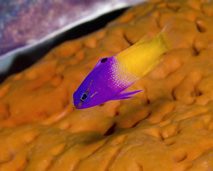 无人,横图,彩色,水下,热带鱼,野生动物,加勒比海,鱼,鱼类,无脊椎动物,自然,动物,两只,摄影,五颜六色,鲈鱼,色彩斑斓,五彩缤纷,五彩斑斓,花鲈,鲈板,鲈子鱼,五光十色,辐鳍鱼,彩图,管状海绵