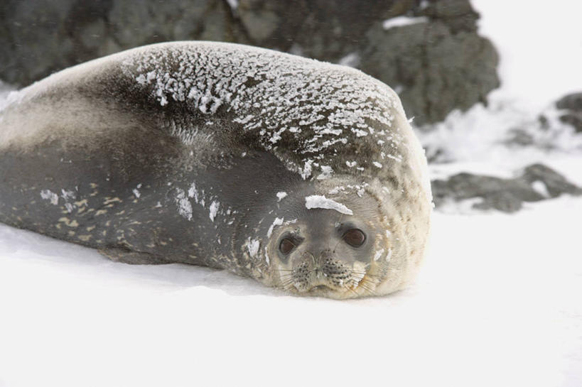 无人,微笑,横图,室外,白天,雪,暴风雨,哺乳动物,野生动物,天气,自然,动物,寒冷,摄影,气象,环境,气候,南极洲,弹性,彩图