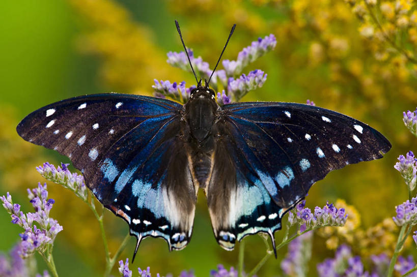 无人,横图,俯视,特写,美景,植物,蝴蝶,非洲,盛开,昆虫,景观,草药,药草,花蕾,中药,花,花瓣,花朵,鲜花,蓝色,自然,动物,花苞,花蕊,景色,放松,摄影,宁静,马鞭草,热带气候,脆弱,自然风光,药材,中草药,中药材,本草,龙牙草,臭金凤,臭冷风,大红绣球,红花刺,昏花,马缨丹,毛神花,婆姐花,七变花,如意花,杀虫花,山大丹,珊瑚球,天兰草,五彩花,五雷箭,五色梅,野眼菜,逐蝇梅,凤颈草,野荆芥,紫顶龙芽草,彩图,高角度拍摄