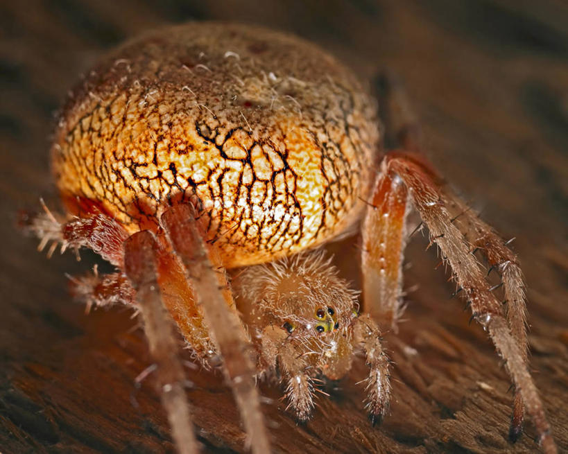 无人,横图,特写,野生动物,蜘蛛,摄影,彩图