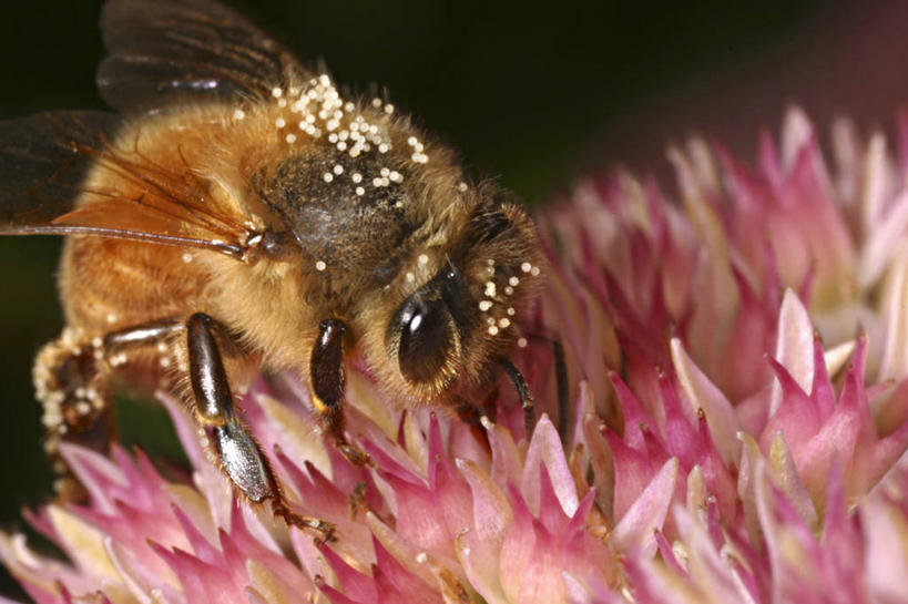 无人,攀登,横图,室外,特写,白天,蜜蜂,花,摄影,授粉,原生动物,彩图