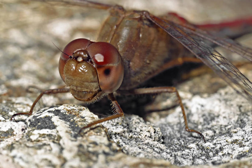 无人,横图,特写,野生动物,蜻蜓,昆虫,摄影,复眼,彩图