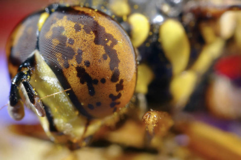 无人,横图,特写,野生动物,昆虫,无脊椎动物,黄色,动物,摄影,黄蜂,茄克,人体结构,复眼,彩图,受体