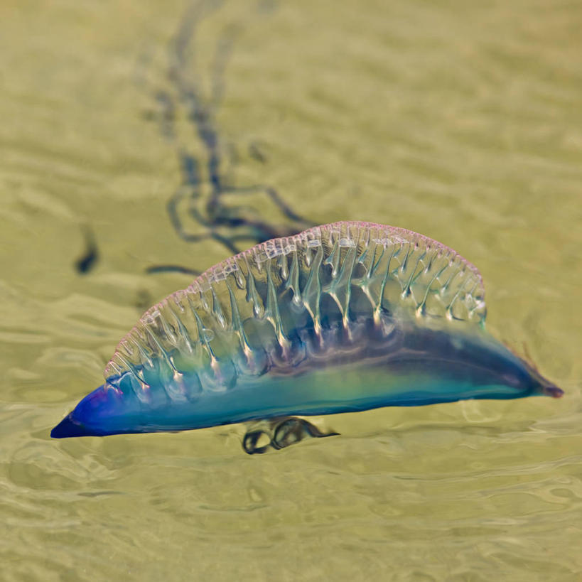 无人,方图,室外,白天,水,野生动物,美国,触须,无脊椎动物,摄影,北美,北美洲,美洲,佛罗里达,佛罗里达州,佛州,阳光州,迈阿密海滩,北亚美利加洲,亚美利加洲,危险,水母,彩图,美利坚合众国