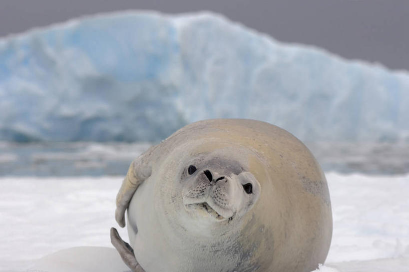 成年人,无人,横图,室外,白天,正面,冰山,水,哺乳动物,海豹,野生动物,融化,科学,捕食,冰,自然,动物,休息,摄影,生物学,南极洲,冰河,南极半岛,食蟹海豹,彩图,南冰洋,冰架