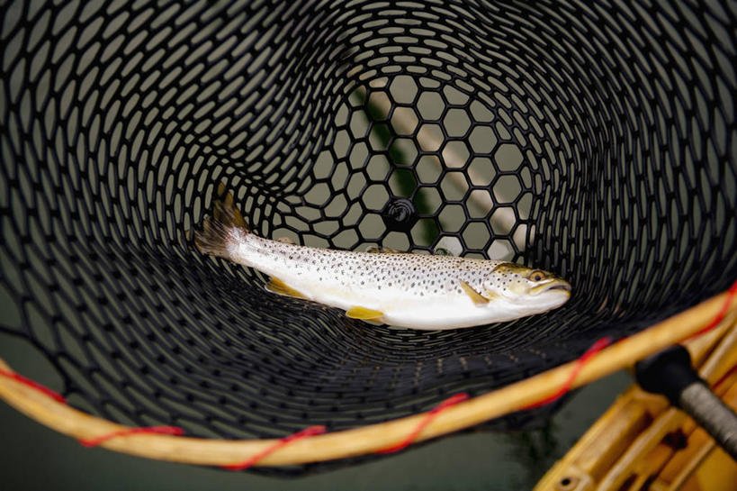 无人,横图,特写,美国,食品,动物,摄影,渔网,华盛顿州,休闲活动,海产,彩图,钓鱼