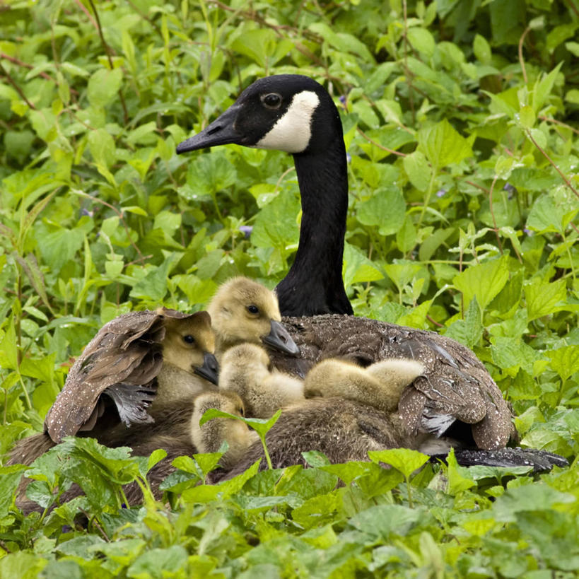 无人,方图,室外,白天,满意,鹅,野生动物,鸟类,小鸟,动物,摄影,保护,宁静,安慰,迁徙,决心,防守,渴望,加拿大黑雁,柔和,彩图,爱