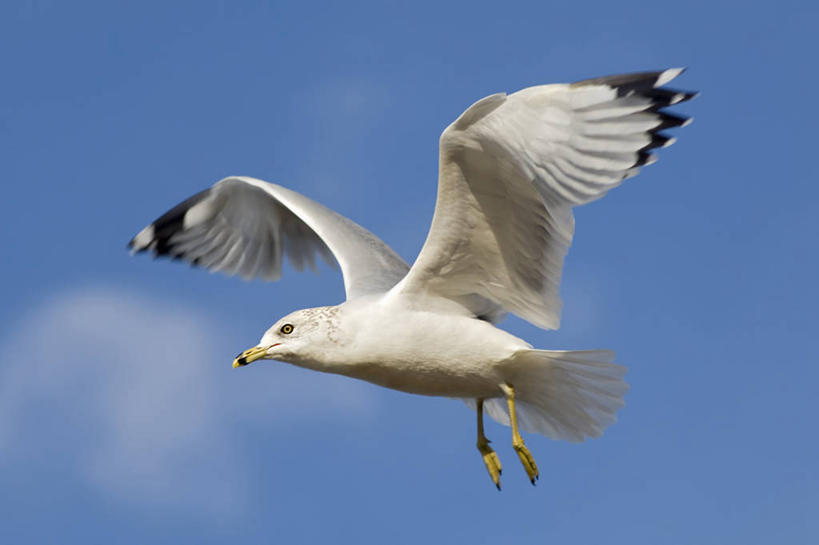 无人,横图,室外,白天,海鸥,野生动物,飞,蓝色,天空,滑翔,摄影,宗教,灵感,宁静,协调,灵性,彩图,机遇,禅宗