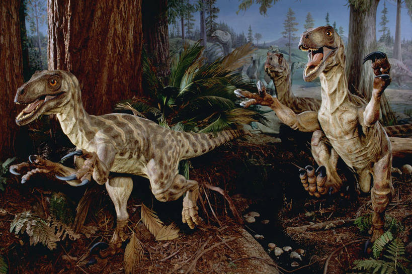 无人,横图,室内,神秘,雕塑,三只,生气,艺术,装饰,科学,捕食,雕刻,雕像,自然,工艺品,探索,愤怒,摄影,恐龙,纪念,恼怒,美术,考古学,愤慨,怒气,气愤,发怒,怒火,主题,情绪,进攻,脾气,陈列,旧金山,忿怒,怨恨,强烈,功能,美学,气忿,进化,愤恨,地质学,迅猛龙,肝火,史前时代,恐爪龙,激动,彩图,古生物学