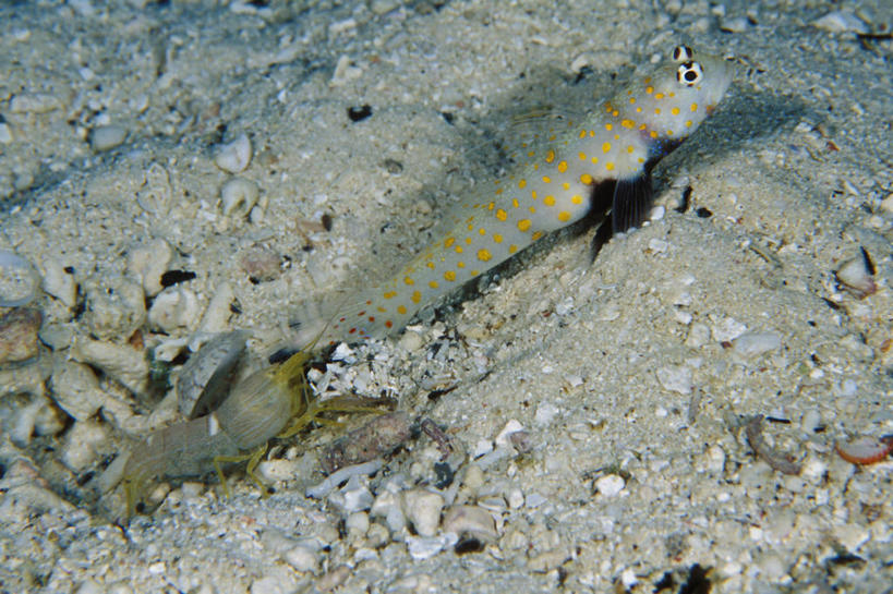 无人,横图,团队,水下,瓦努阿图,摄影,合伙,虾虎鱼,彩图,共生关系