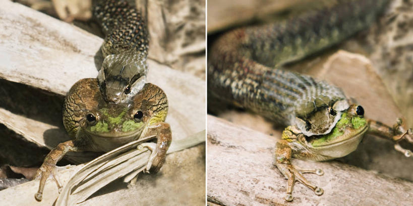 无人,睡,吃,横图,全景,室外,特写,白天,五个,许多,捕食,风景,动物,两只,摄影,午睡,热带气候,游蛇,困,困觉,寝息,睡觉,彩图,小睡,动物行为