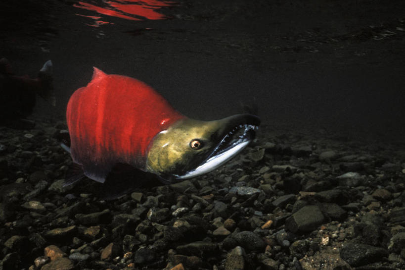 游泳,无人,横图,水下,湖,鲑鱼,鱼类,红色,摄影,迁徙,产卵,濒危物种,彩图,红大马哈鱼,布里斯托尔湾,动物行为