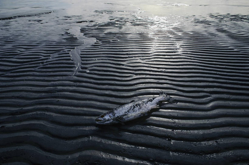 无人,横图,室外,白天,鲑鱼,鱼类,摄影,死亡,迁徙,殒命,灭亡,濒危物种,海滩,彩图,红大马哈鱼,布里斯托尔湾,结尾