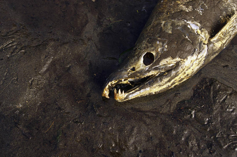 成年人,无人,横图,室外,白天,加拿大,鱼类,自然,摄影,环境,死亡,腐烂,迁徙,殒命,灭亡,濒危物种,彩图