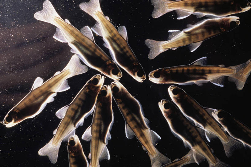 游泳,无人,横图,白天,渔业,水下,半透明,漂浮,小的,鱼群,鱼类,摄影,逆光,坦克,华盛顿州,机会,彩图