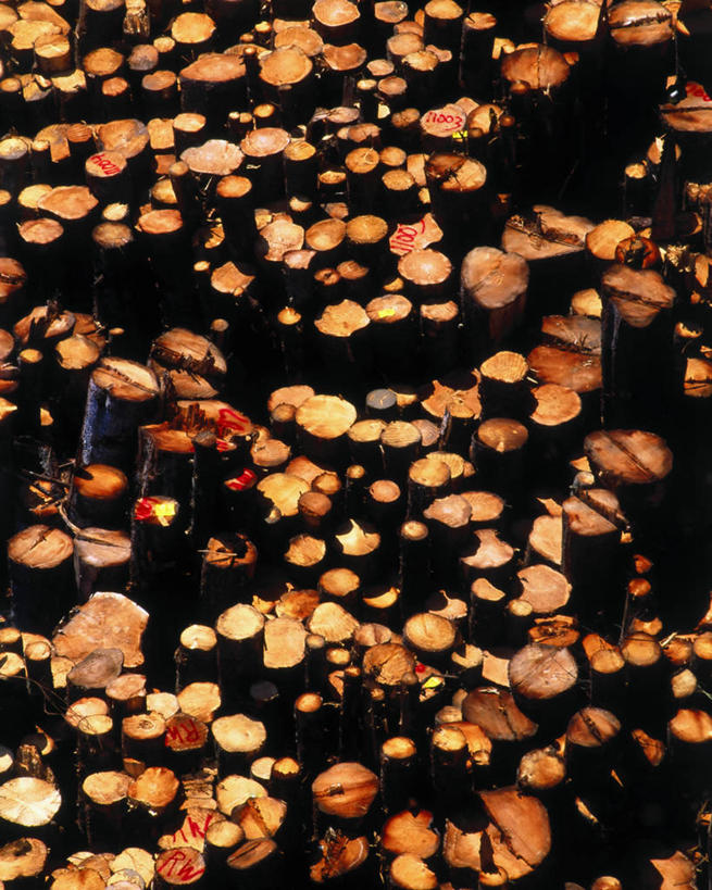 无人,竖图,消费,许多,堆叠,环保,木材,很多,宏伟,摄影,能源,回收,资源,圆木,利用,低碳,循环,持续,式样,彩图