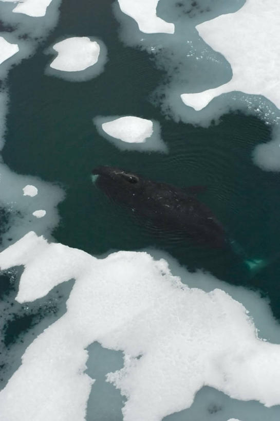 游泳,无人,竖图,俯视,航拍,室外,白天,北极,水,全球变暖,哺乳动物,野生动物,美国,冰,冰川,自然,动物,浮冰,摄影,鲸,气象,迁徙,生物学,气候,鸟瞰,吸气,北极露脊鲸,彩图,高角度拍摄,旅行