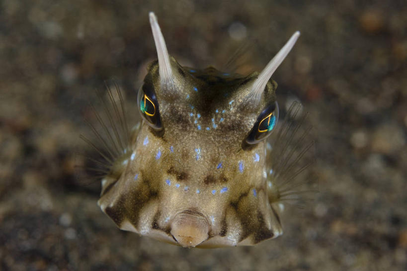 无人,横图,水下,印度尼西亚,鱼类,摄影,箱鲀,彩图,生态多样性