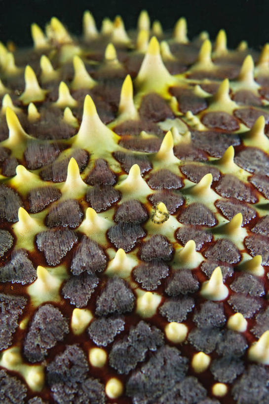 无人,竖图,特写,水下,海星,印度尼西亚,曲折,锐利,摄影,锋利,尖锐,坎坷,崎岖,彩图,生态多样性