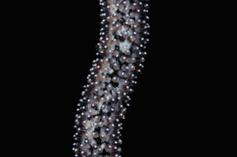 无人,横图,特写,水下,野生动物,印度尼西亚,一排,整齐,科学,鱼,鱼类,海洋生物,排列,摄影,雀鲷,生物学,鱼子,队列,水生动物,水生物,海底动物,卵,西巴布亚省,观赏鱼,海产,彩图