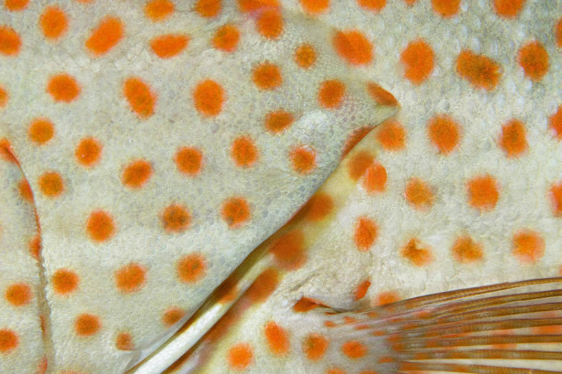 无人,横图,特写,水下,野生动物,印度尼西亚,科学,斑点,鱼类,橙色,摄影,生物学,鳍,西巴布亚省,彩图,鳃