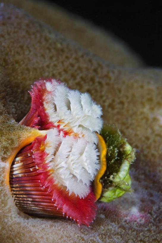 无人,竖图,特写,水下,野生动物,印度尼西亚,科学,无脊椎动物,摄影,生物学,显现,西巴布亚省,彩图