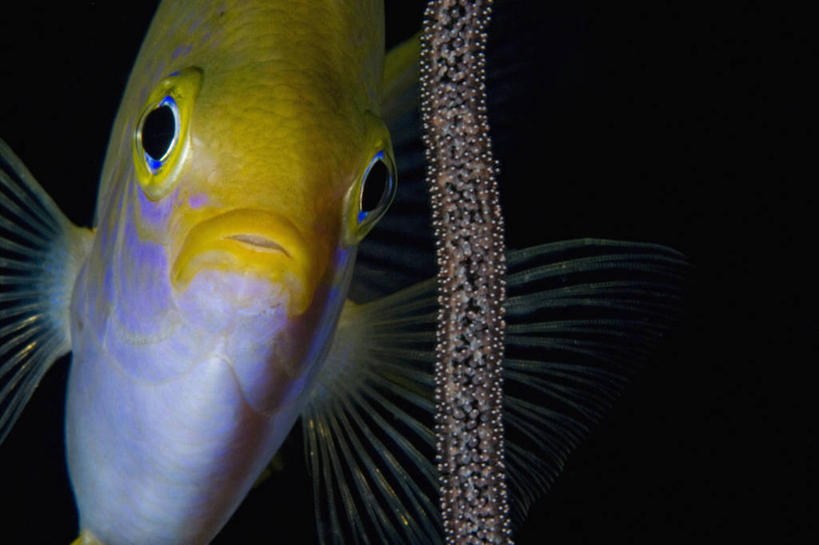 无人,横图,特写,正面,水下,野生动物,印度尼西亚,科学,鱼,鱼类,海洋生物,摄影,观看,保护,雀鲷,生物学,鱼子,水生动物,水生物,海底动物,卵,西巴布亚省,观赏鱼,海产,彩图