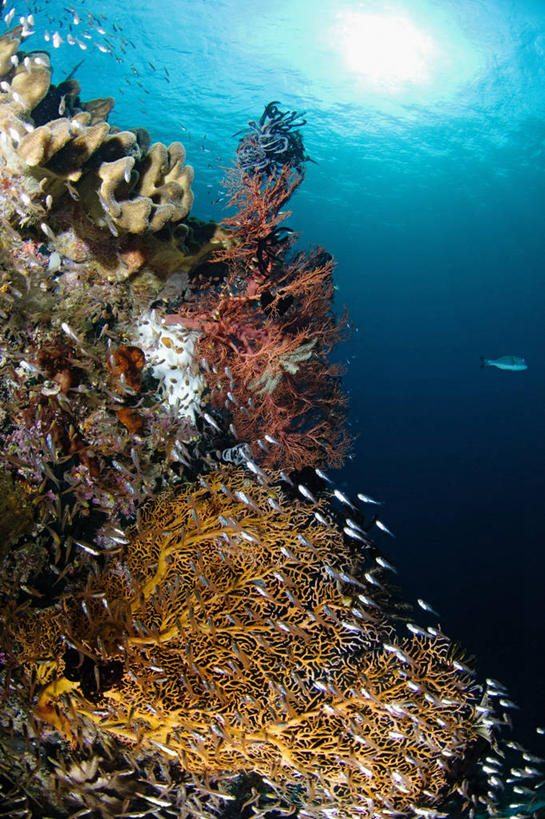 无人,竖图,水下,太阳,野生动物,印度尼西亚,丰富,科学,鱼群,珊瑚,鱼类,海洋生物,无脊椎动物,摄影,多样,腔肠动物,生物学,柳珊瑚,西巴布亚省,珊瑚虫,石帆,海团扇,暗礁,彩图,生态多样性